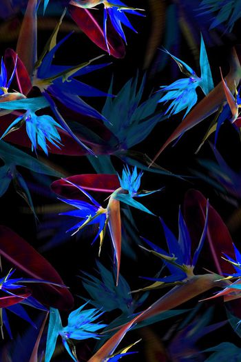 390492-消失的天堂鸟