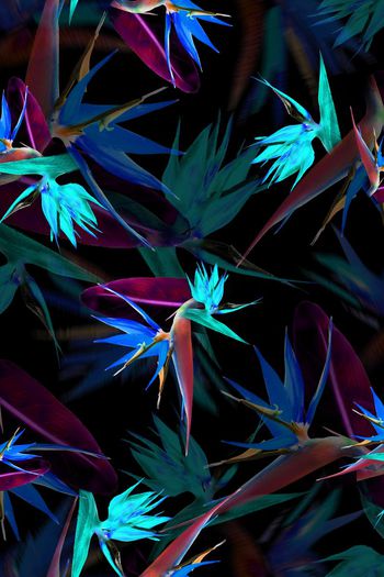 390493-消失的天堂鸟