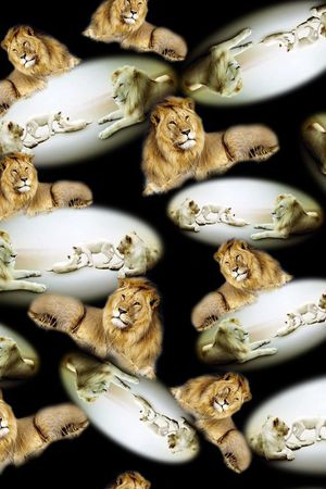 动物印花华亿平台图片