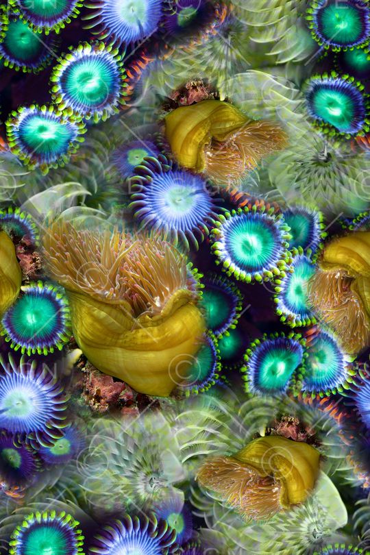 深海夜光印花华亿平台图片