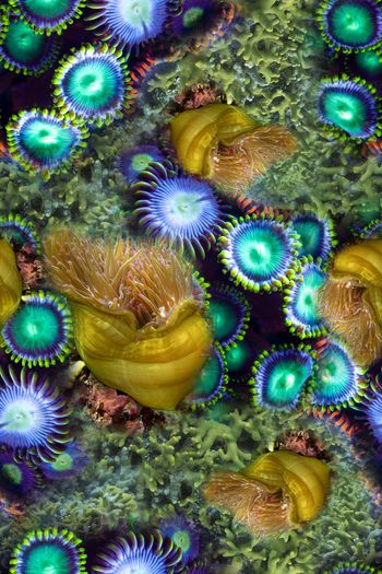 391829-深海夜光-多种海洋生物