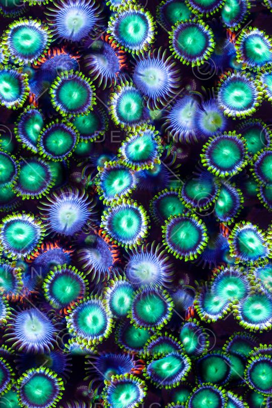 海洋印花华亿平台图片