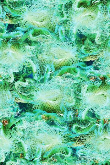 391849-深海夜光-生物 01-配色无分层