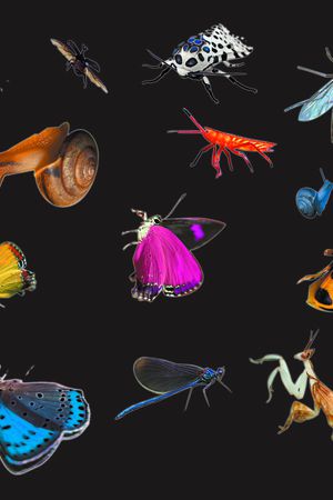 动物印花华亿平台图片