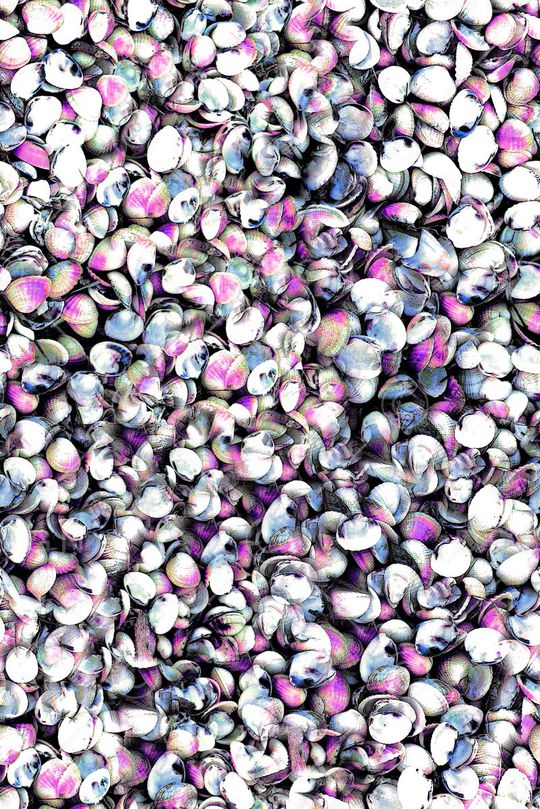 贝壳印花华亿平台图片