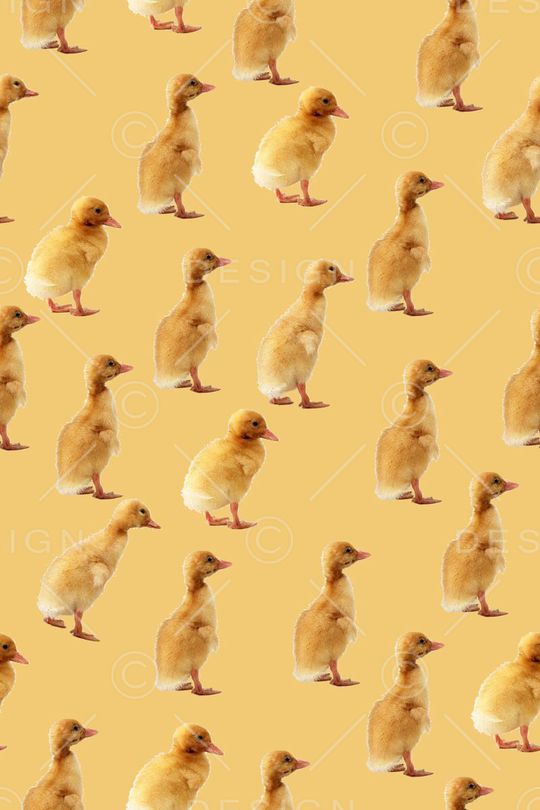 男装可爱小黄鸭子印花华亿平台图片