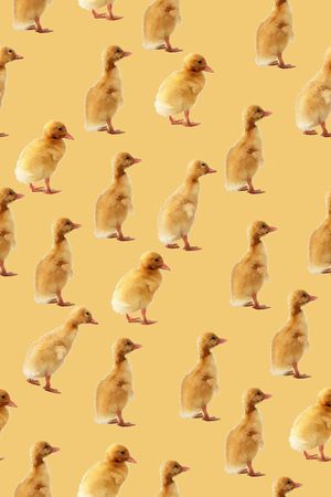 男装可爱小黄鸭子印花华亿平台图片