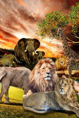 时尚狂野印花华亿平台图片