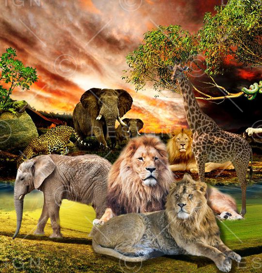 时尚狂野印花华亿平台图片