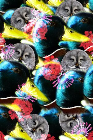 动物印花华亿平台图片