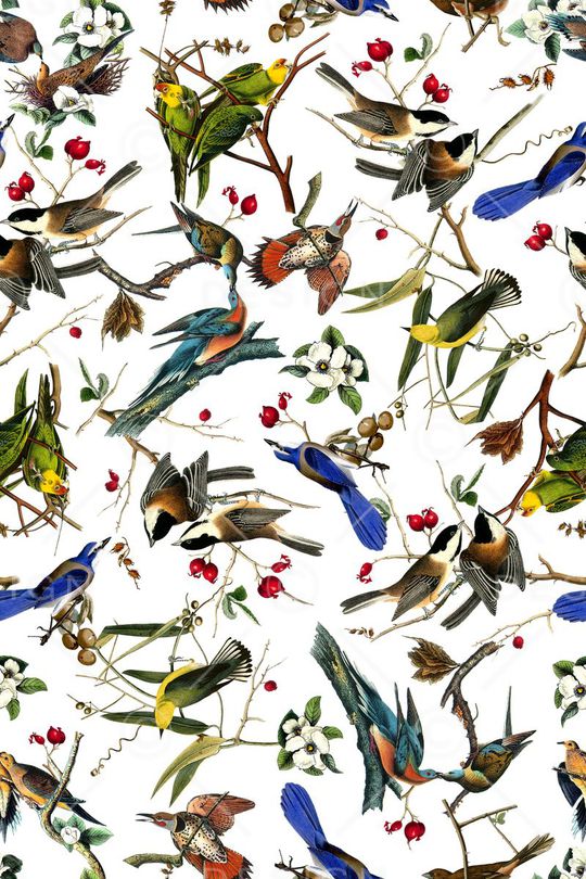 各种鸟印花华亿平台图片