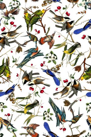 各种鸟印花华亿平台图片