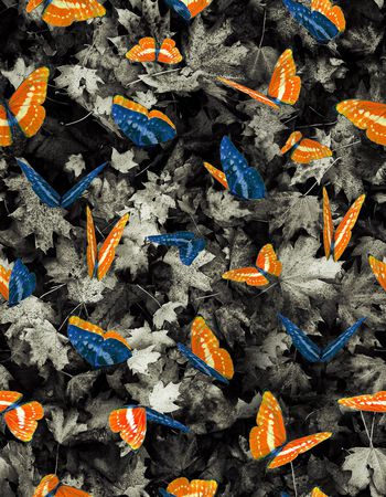 393677-蝴蝶枫叶的组合