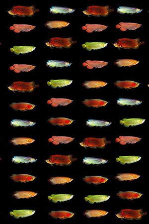 潮流印花华亿平台图片