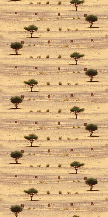 394965-天艺 / 植物