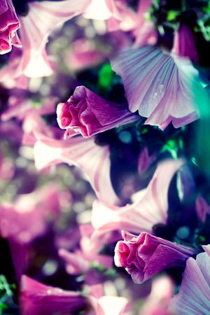 摄影印花华亿平台图片