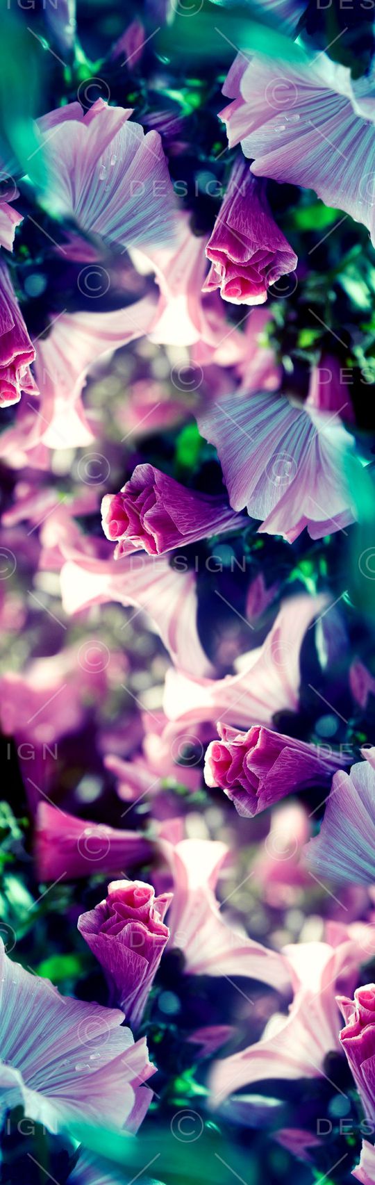 摄影印花华亿平台图片