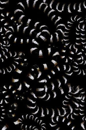 黑白印花华亿平台图片