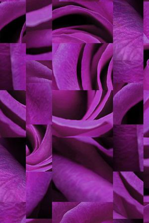 玫瑰花印花华亿平台图片