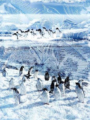 395600-冰天雪地极地企鹅冰川雪花冰冻世界冰