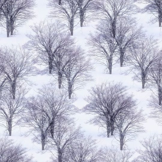 风景印花华亿平台图片