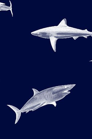 鲨鱼印花华亿平台图片