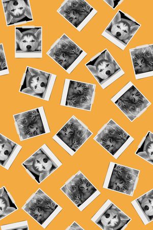 黑白照片狗狗猫猫印花华亿平台图片