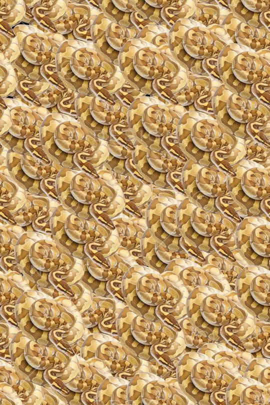 网状黄金蟒蛇印花华亿平台图片