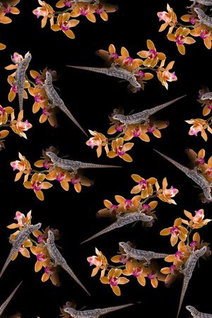 创意复古黑底变色龙爬行动物花卉印花华亿平台图片