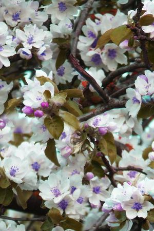 田园印花华亿平台图片