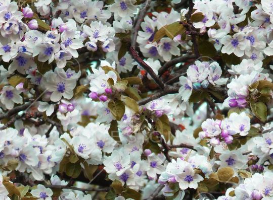 田园印花华亿平台图片