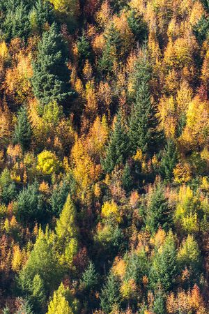 迷彩印花华亿平台图片