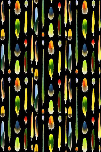 397958-手绘多彩羽毛