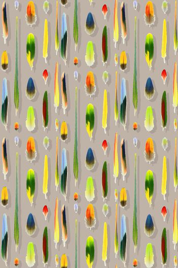 397963-手绘多彩羽毛