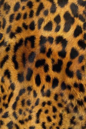 豹纹印花华亿平台图片