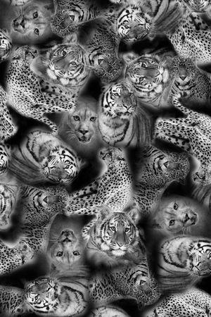 时尚印花华亿平台图片