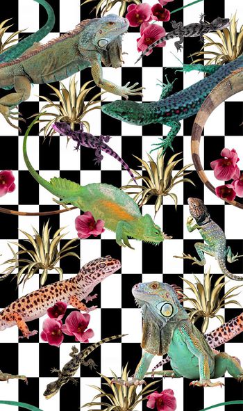 399922-几何黑白自然界野生蜥蜴花卉热带枝叶