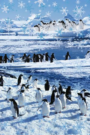 冰天雪地印花华亿平台图片