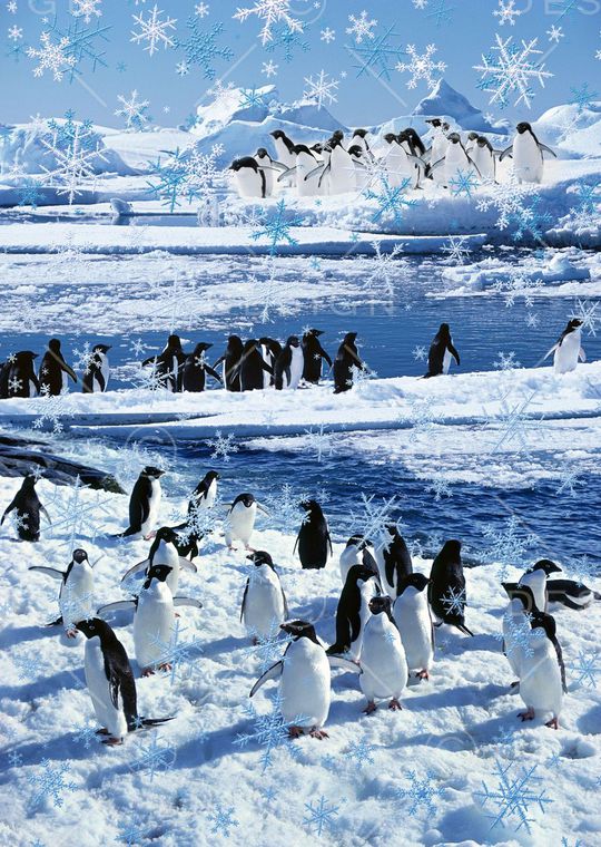 冰天雪地印花华亿平台图片