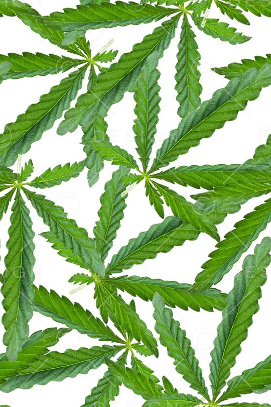 热带观叶植物叶子印花华亿平台图片