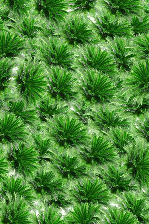 热带雨林观叶植物叶子2印花华亿平台图片