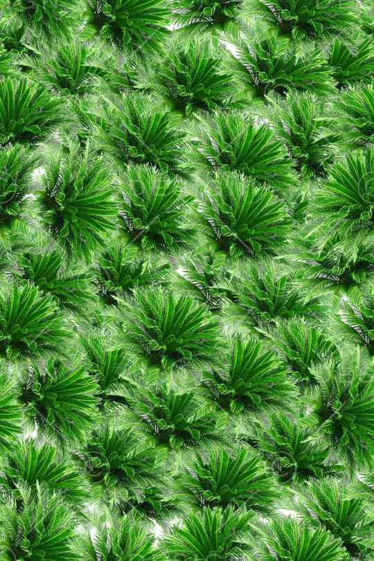 热带雨林观叶植物叶子2印花华亿平台图片