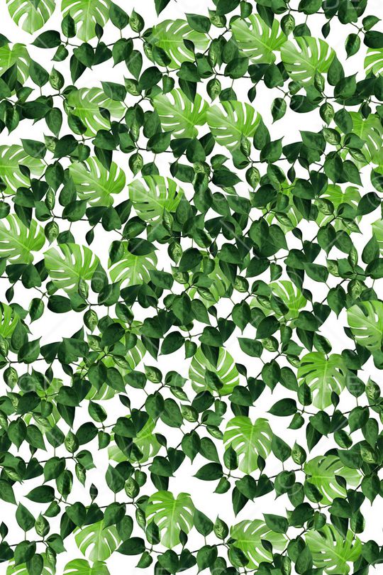 热带雨林观叶植物叶子3印花华亿平台图片