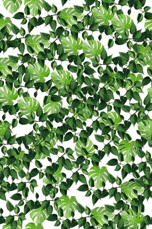 热带雨林观叶植物叶子3印花华亿平台图片