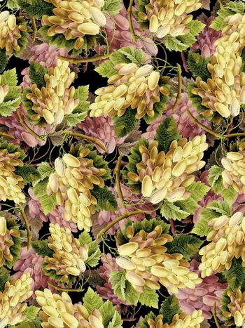 401227- 	手绘水果