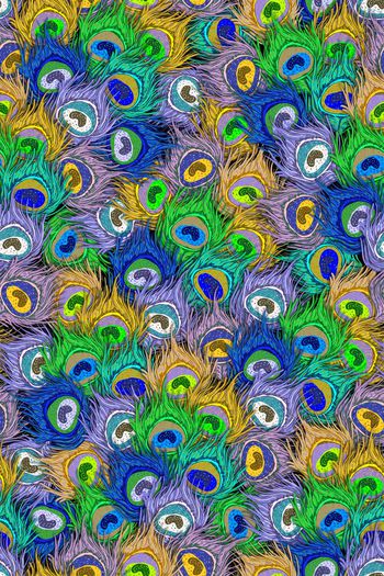 401622-动物纹七彩手绘孔雀羽毛