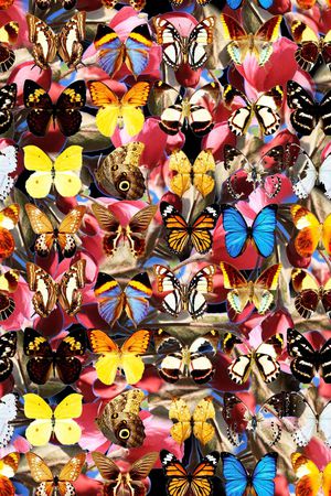 动物花卉印花华亿平台图片