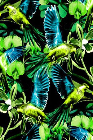 鹦鹉印花华亿平台图片