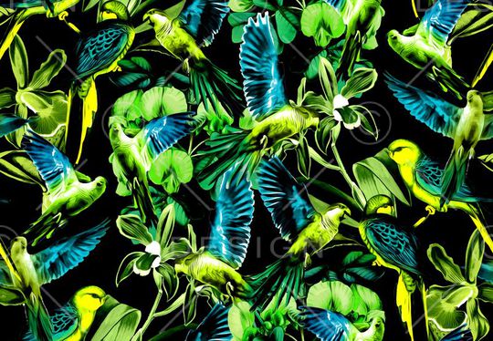 鹦鹉印花华亿平台图片