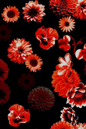 大丽花印花华亿平台图片